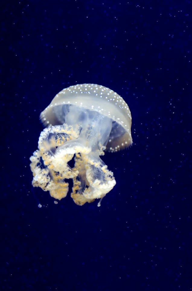 Phyllorhiza Punctata (Jellyfish)