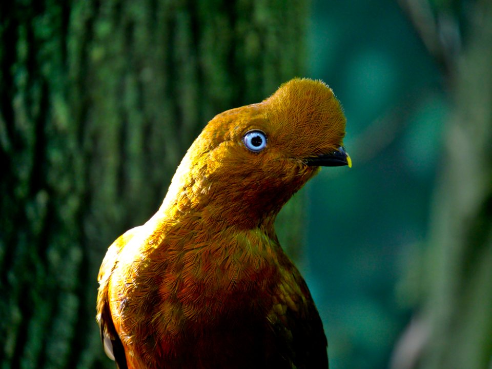 Bird Eye Beak Terrestrial Plant