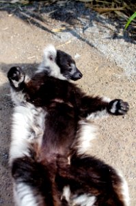 Black-And-White Ruffed Lemur