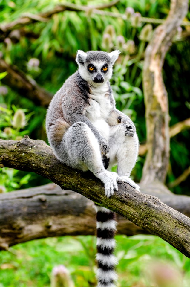 Ring-Tailed Lemur