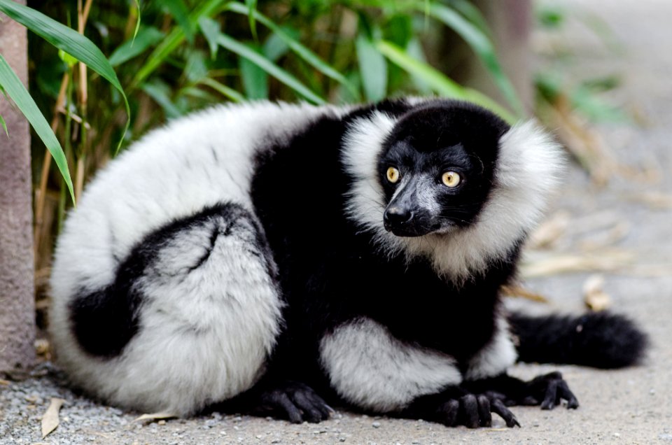 Black-and-white Ruffed Lemur