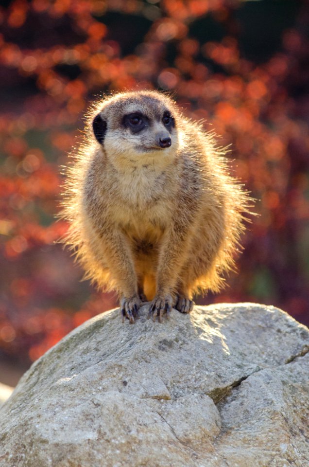 Meerkat