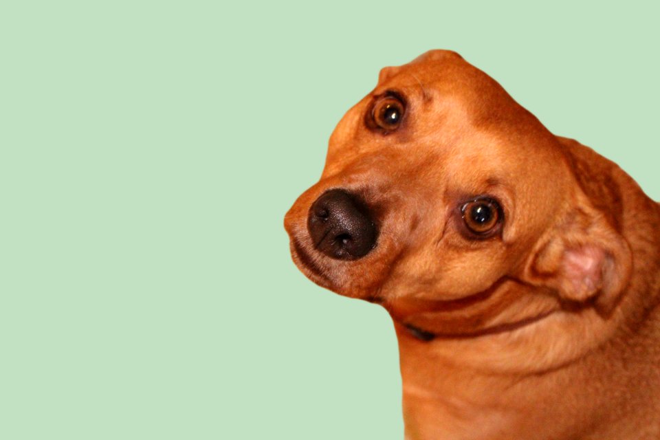 Elmo Green Background