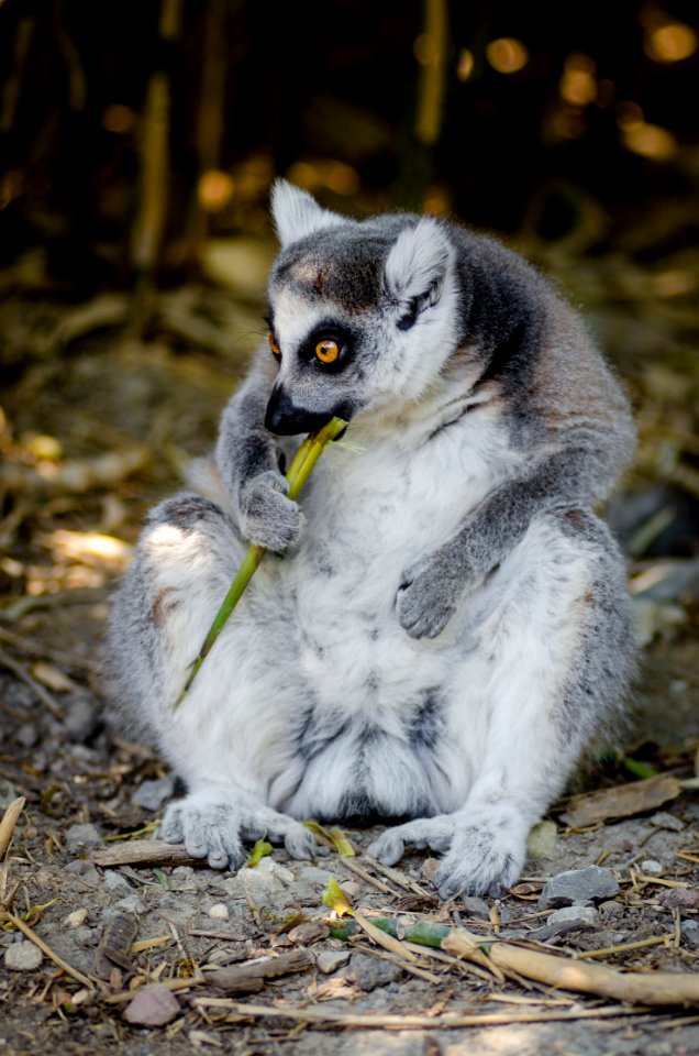 Lemur in Duisburg Zoo photo