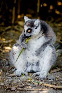 Lemur in Duisburg Zoo