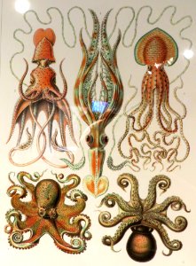 Cephalopods 2 photo