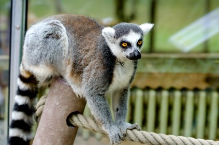 Lemur in Duisburg Zoo photo
