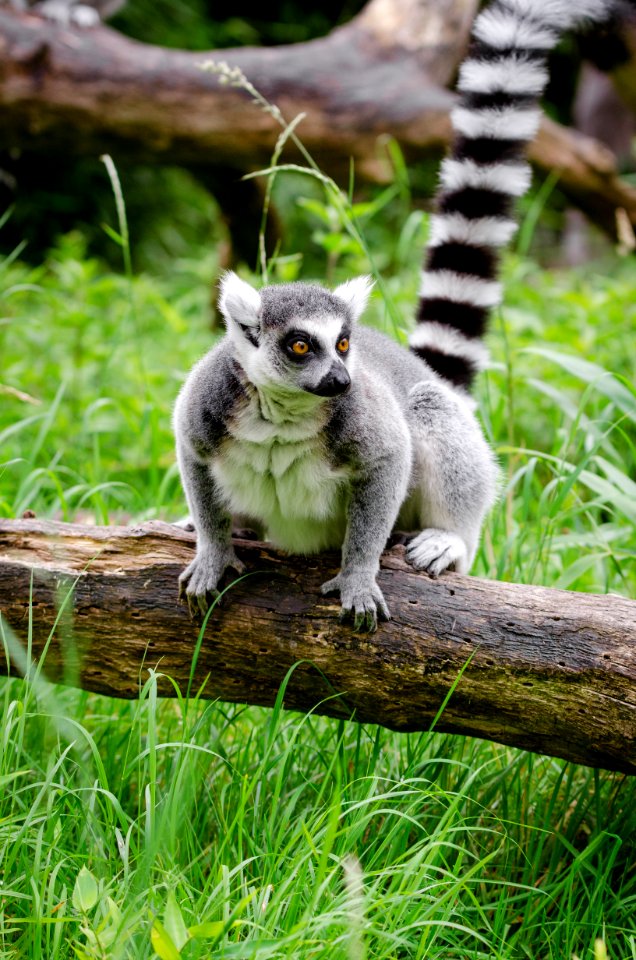 Lemur in Duisburg Zoo photo