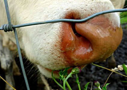 PUBLIC DOMAIN DEDICATION Digionbew 9 21-06-16 Cows Nose In Close Up LOW RES DSC01780 photo