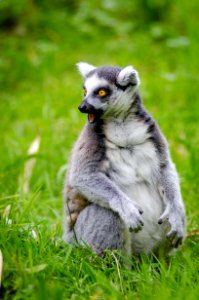 Lemur in Duisburg Zoo photo