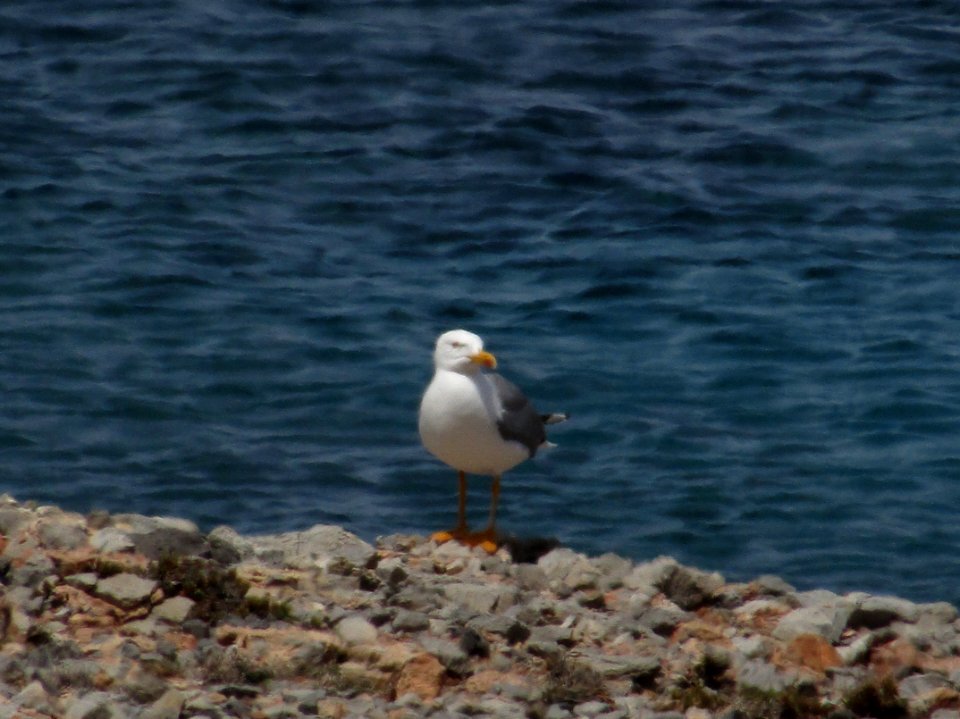 Goland Argent (Larus Argentatus)