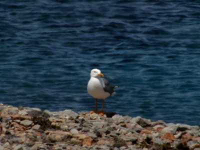 Goland Argent (Larus Argentatus)