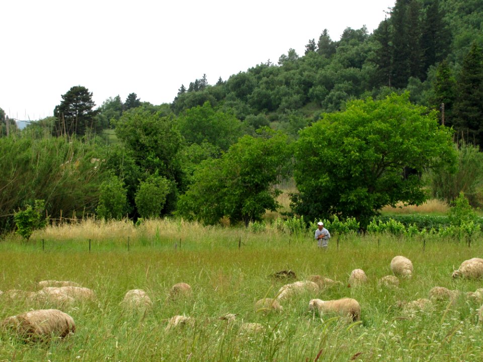 Plant Sky Plant Community Ecoregion