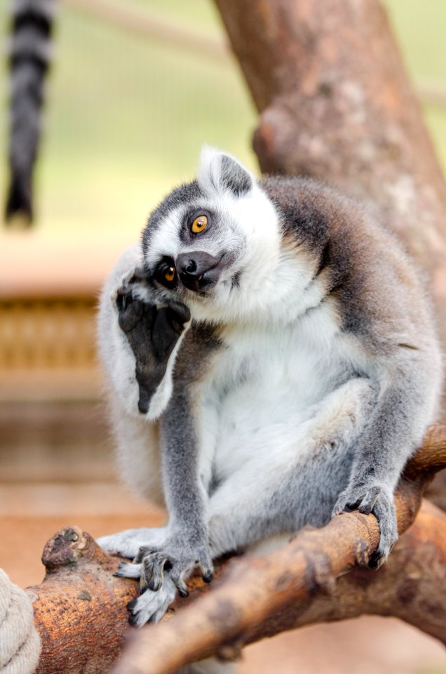 Lemur in Duisburg Zoo photo