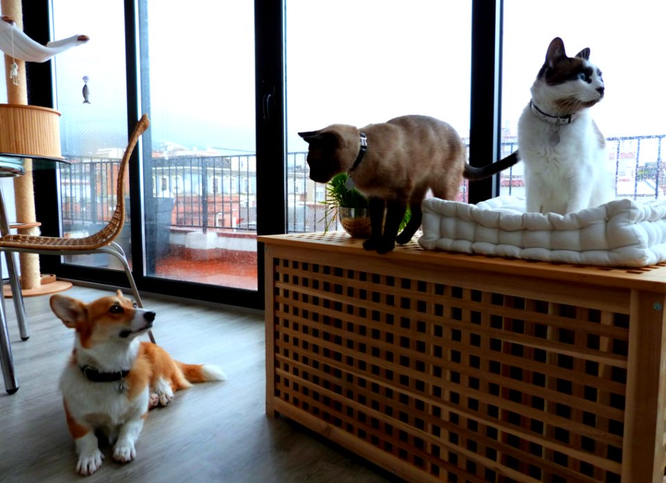 A Rainy Day In Our Little Aquarium
