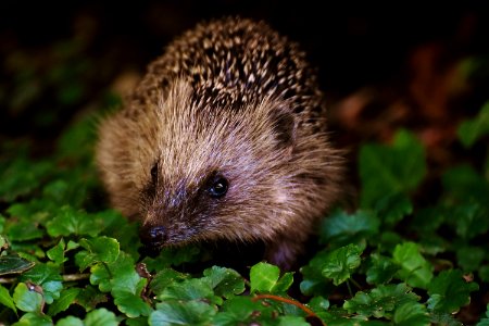 Brown And Black Hedgehog On Grass photo