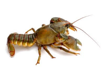 Insect Arthropod Organism Homarus