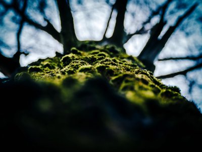 Close-up Of Tree Against Sky photo