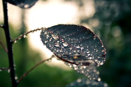 Leaf Covered In Dew Drops photo