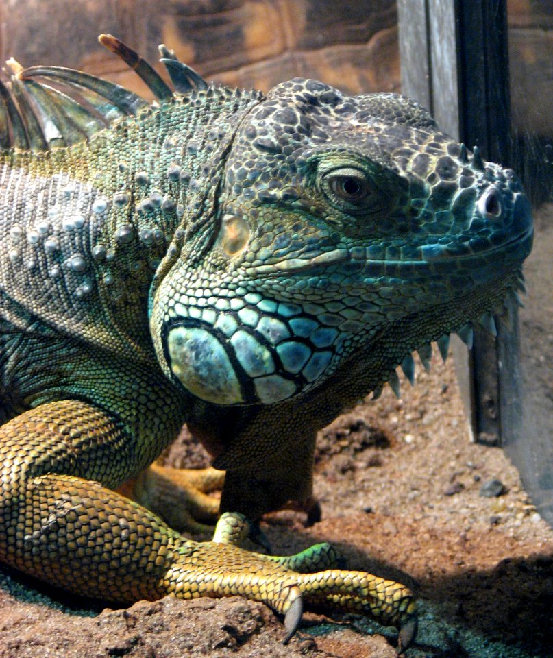 Iguana