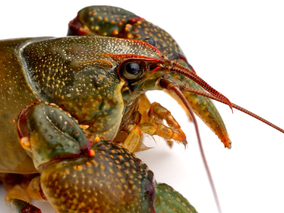 Arthropod Organism Decapoda Crab