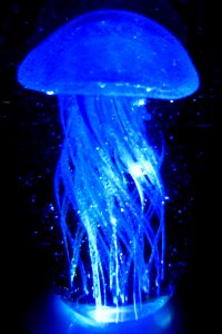 Blue Jellyfish photo