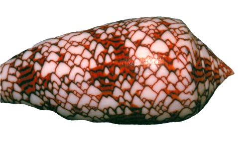 Shell With mountain Range Landscape photo