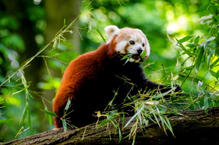 Red Panda photo
