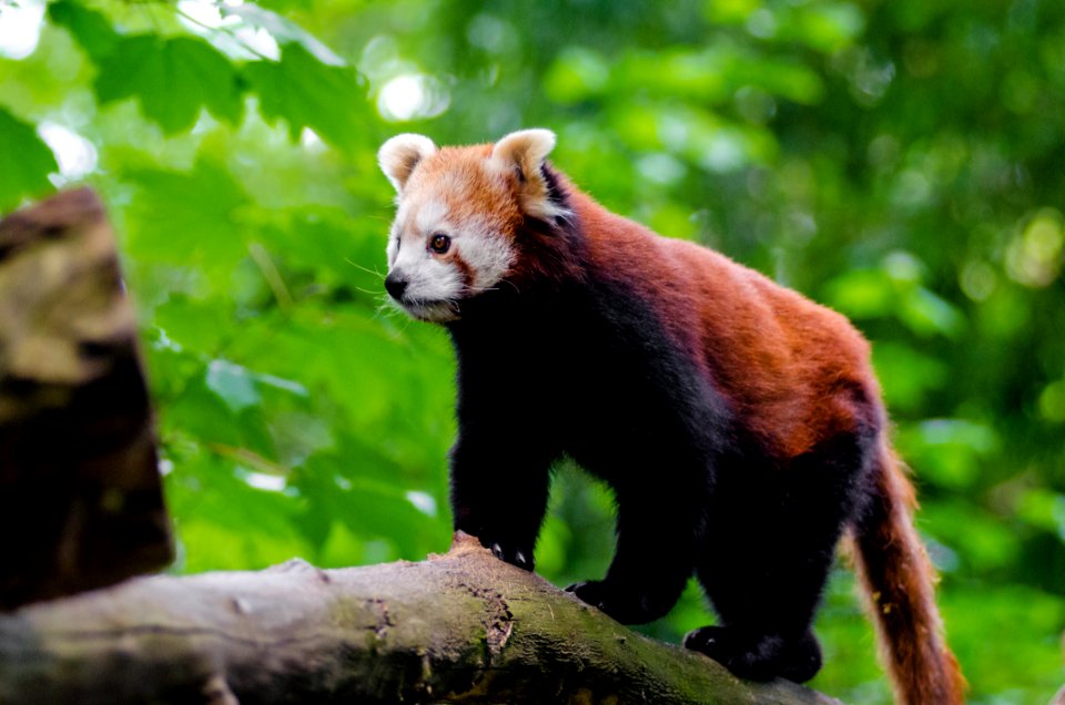 Red Panda photo