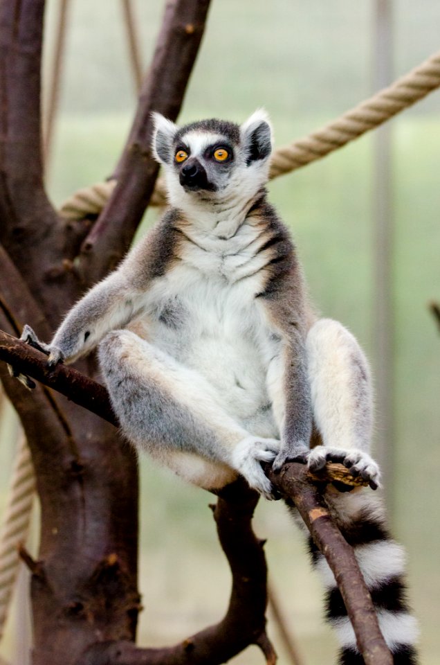 Lemur in Duisburg Zoo photo