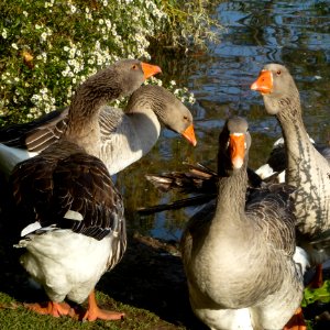 Bird Water Daytime Beak photo