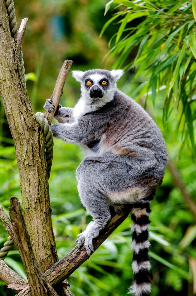 Lemur in Duisburg Zoo photo