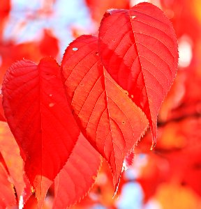 Red Leaf photo