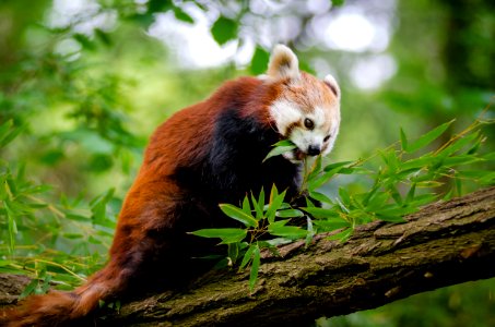 Red Panda photo