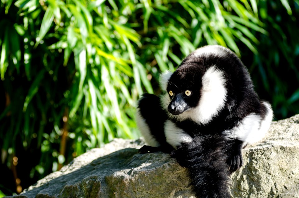 Black-and-white Ruffed Lemur