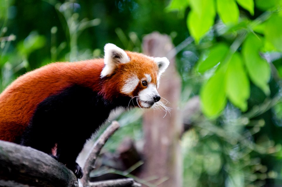 Red Panda photo