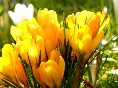 Yellow Tulip Flower During Daytime photo