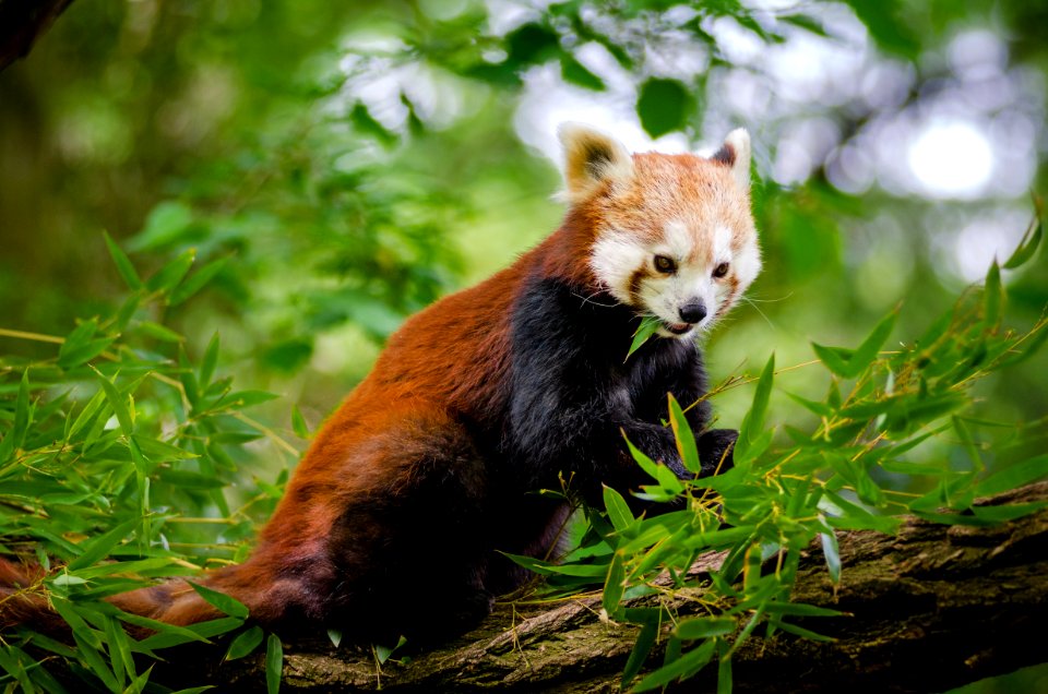 Red Panda photo