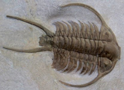Trilobite Fossil