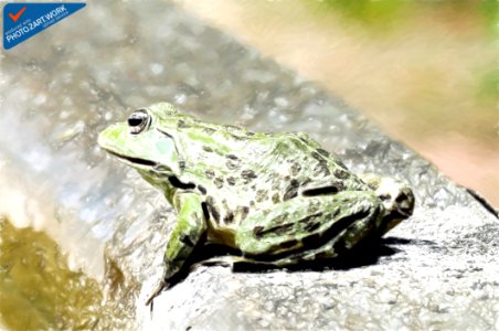 Frog - ID 16235-142735-8650 photo