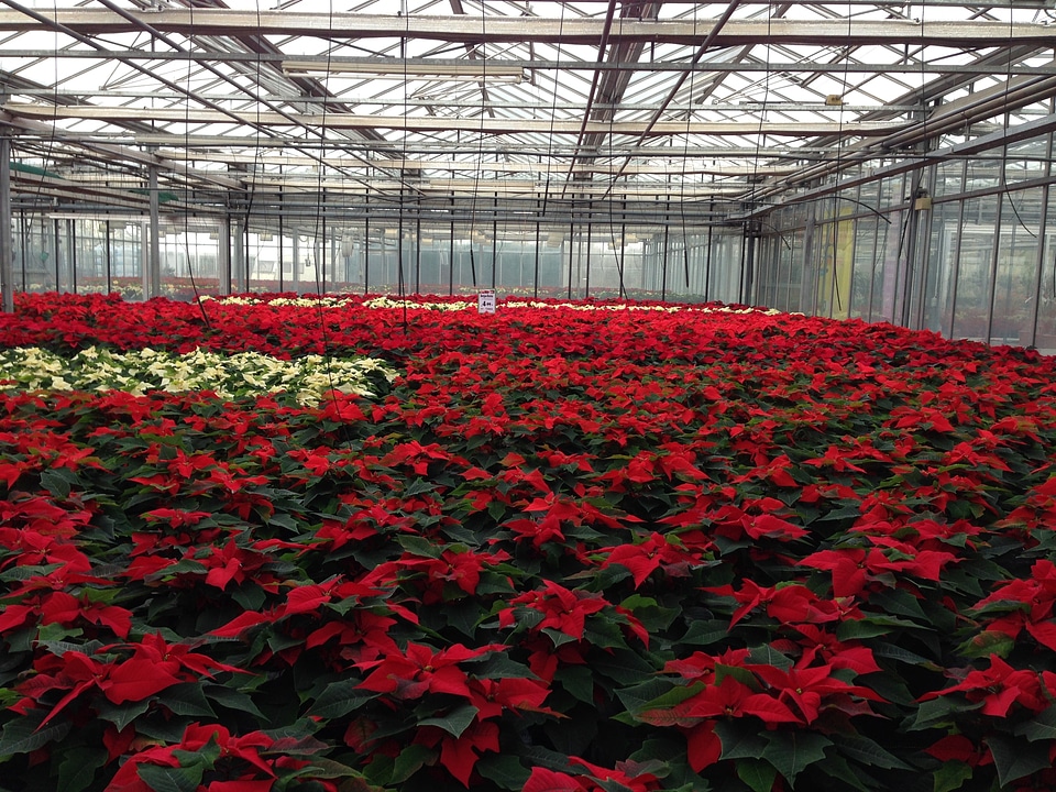 Greenhouse winter nursery