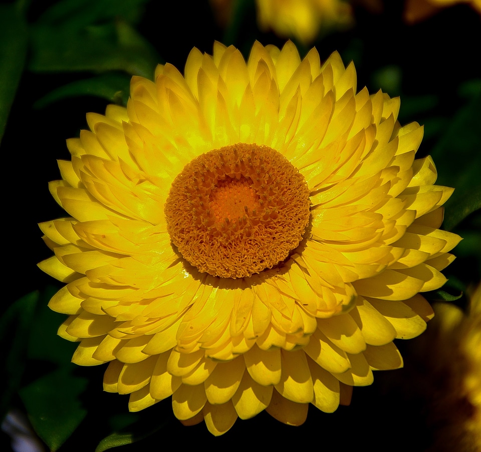 Yellow orange garden