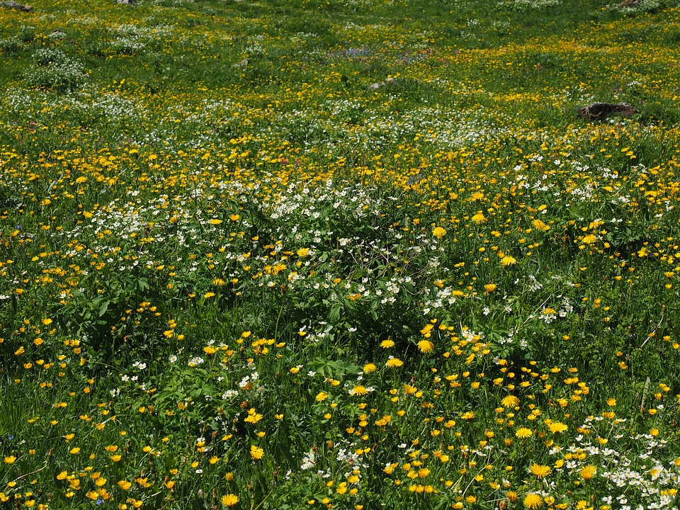 Bloom yellow white