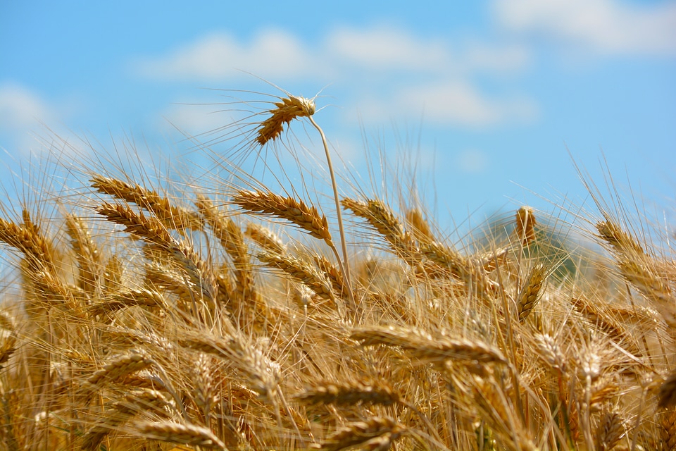 Grain agriculture wheat ear