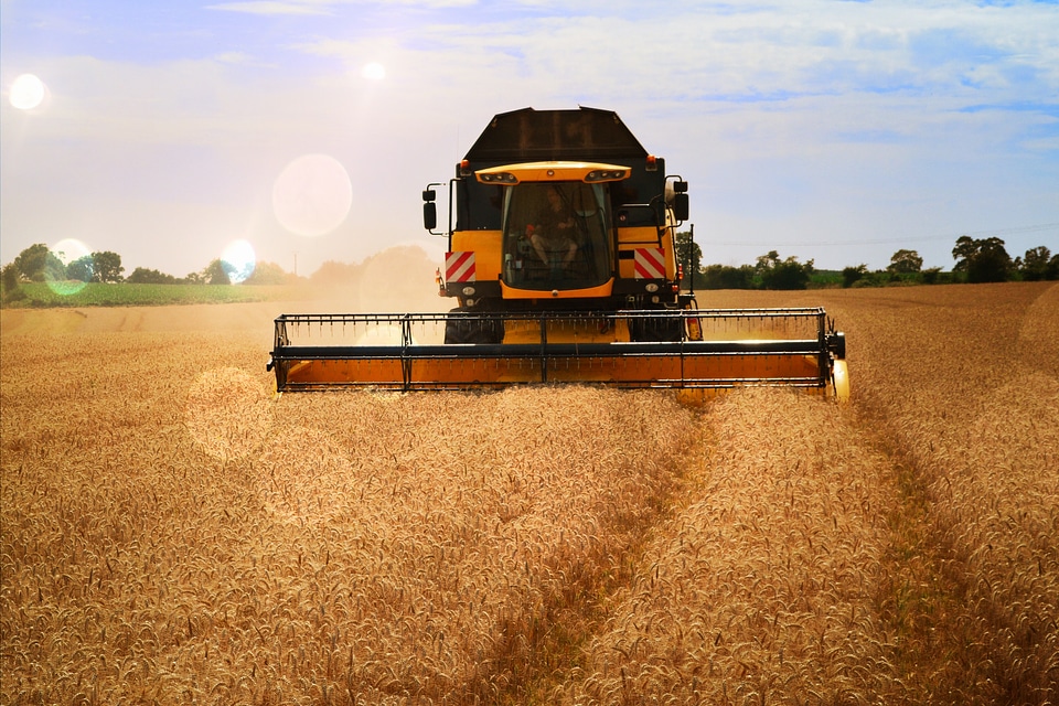 Harvester wheat harvest