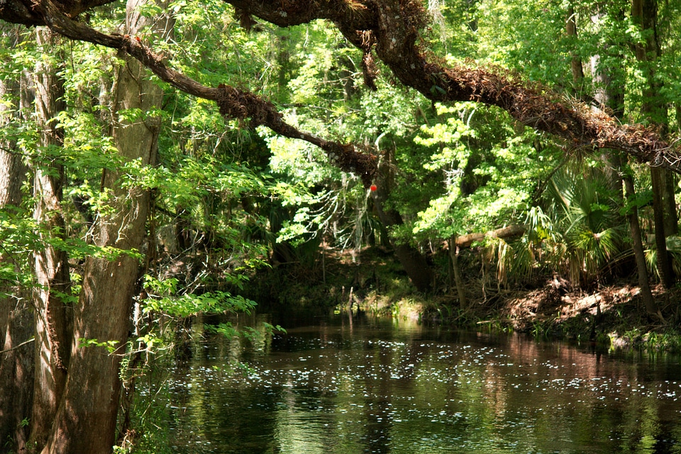 Water nature brook