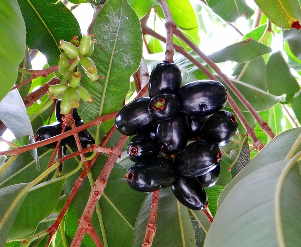 Fruits tropical dharwad