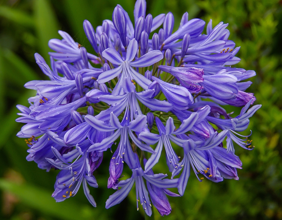 Blue purple flowerhead