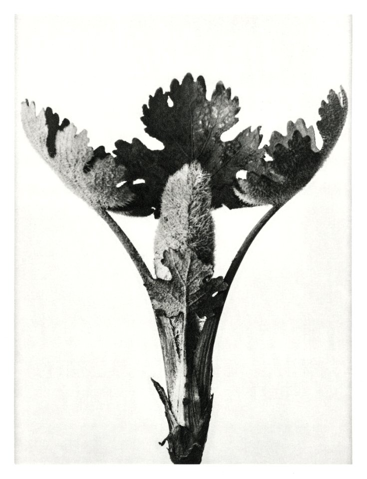 Macleya Cordata (Five–Seeded Plume-Poppy) enlarged 5 times from Urformen der Kunst (1928) by Karl Blossfeldt.