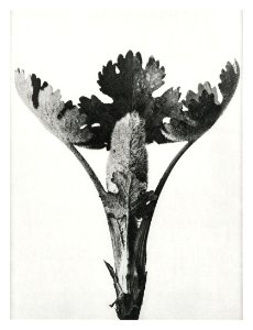 Macleya Cordata (Five–Seeded Plume-Poppy) enlarged 5 times from Urformen der Kunst (1928) by Karl Blossfeldt.